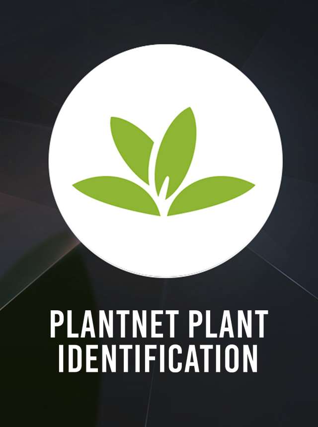 PlantNet Identification Plante