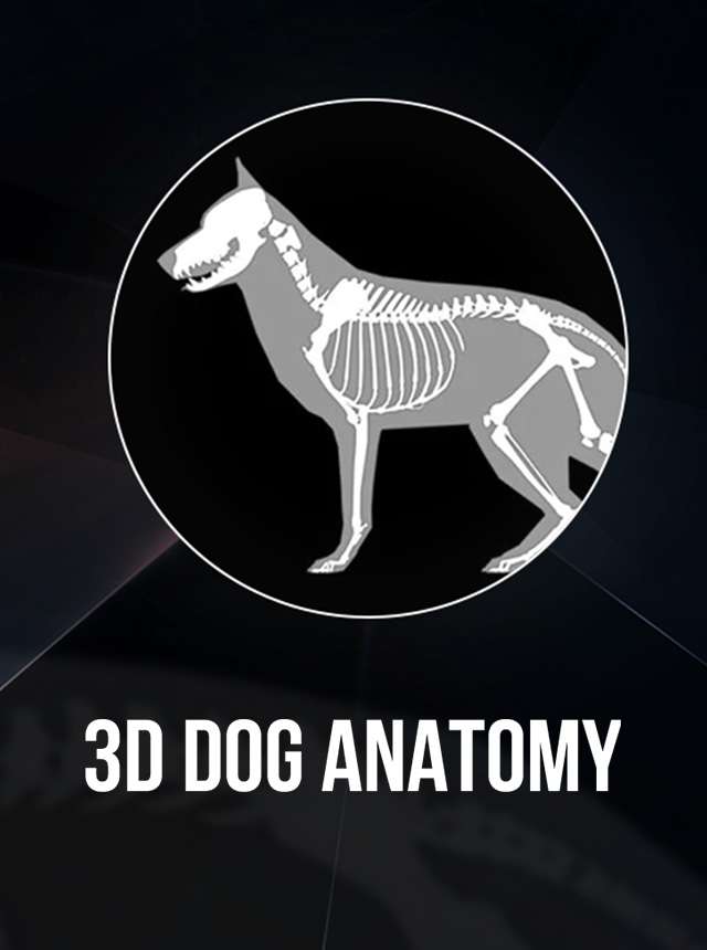 3D Dog Anatomy