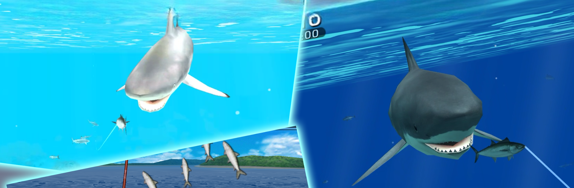 Wild Shark Fishing