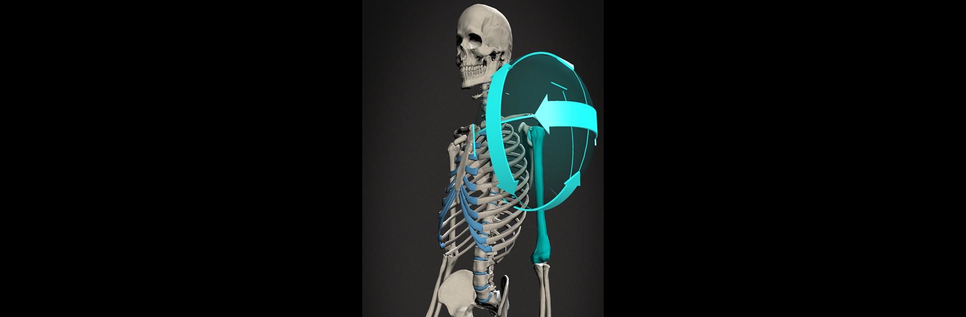 Skelly: Poseable Anatomy Model