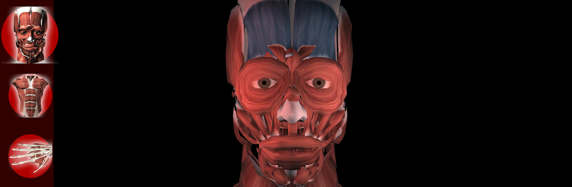 Muscular System 3D (anatomy)