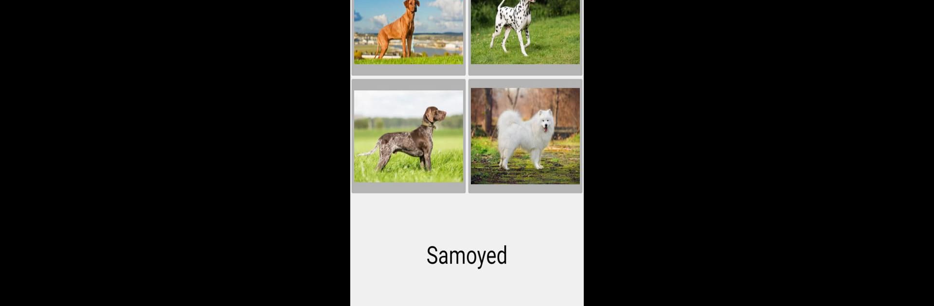 Dogs Quiz - Guess Popular Dog Breeds in the Photos