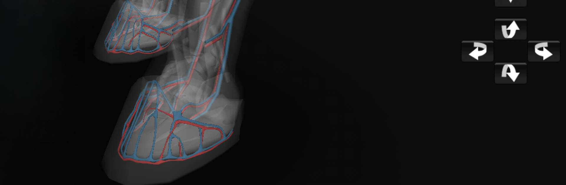 3D Horse Anatomy Software