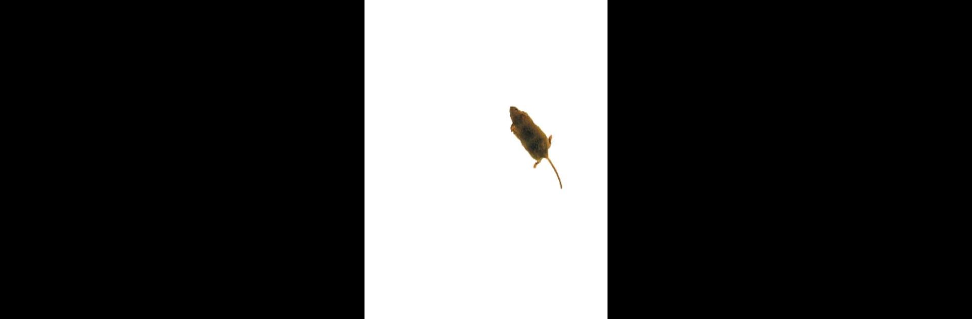 Mouse simulator: game for cat