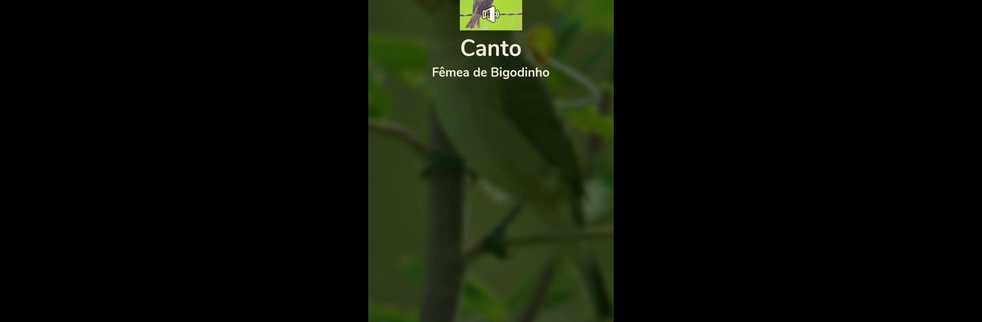 Canto Fêmea de Bigodinho