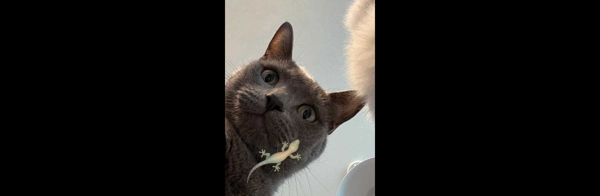 CAT ALONE - Cat Toy