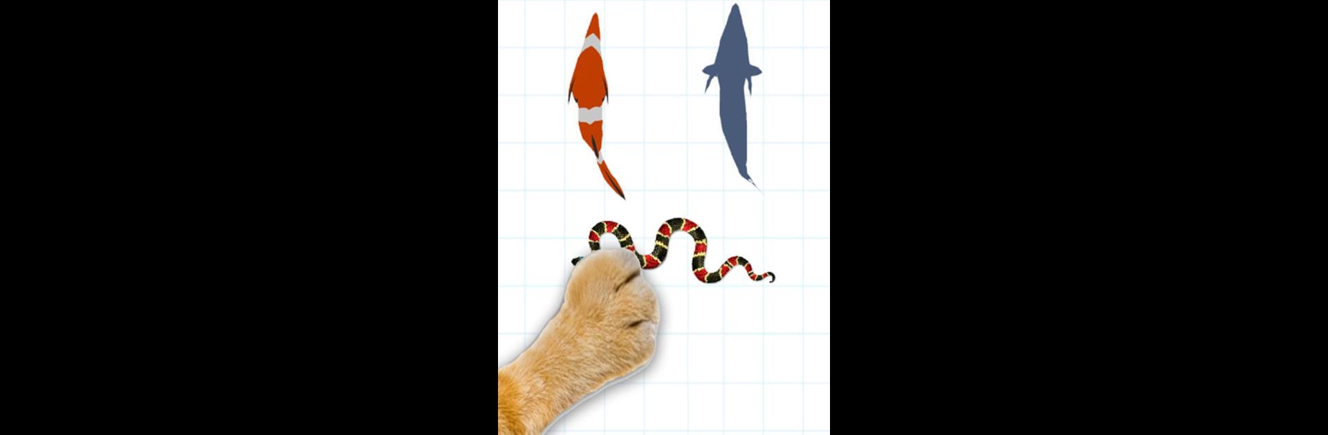 For cat - catch the fish 3D