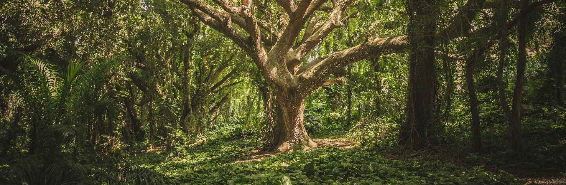 Incredible Forest Jigsaw Puzzl