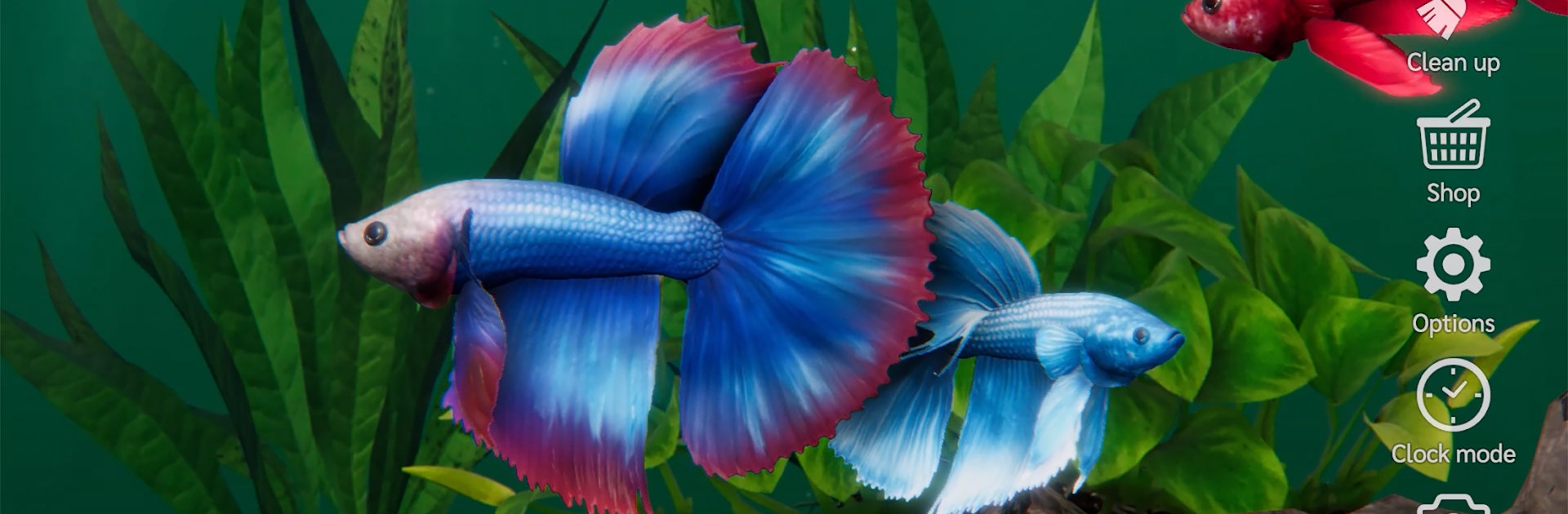 Bettarium - Betta Fish Tank