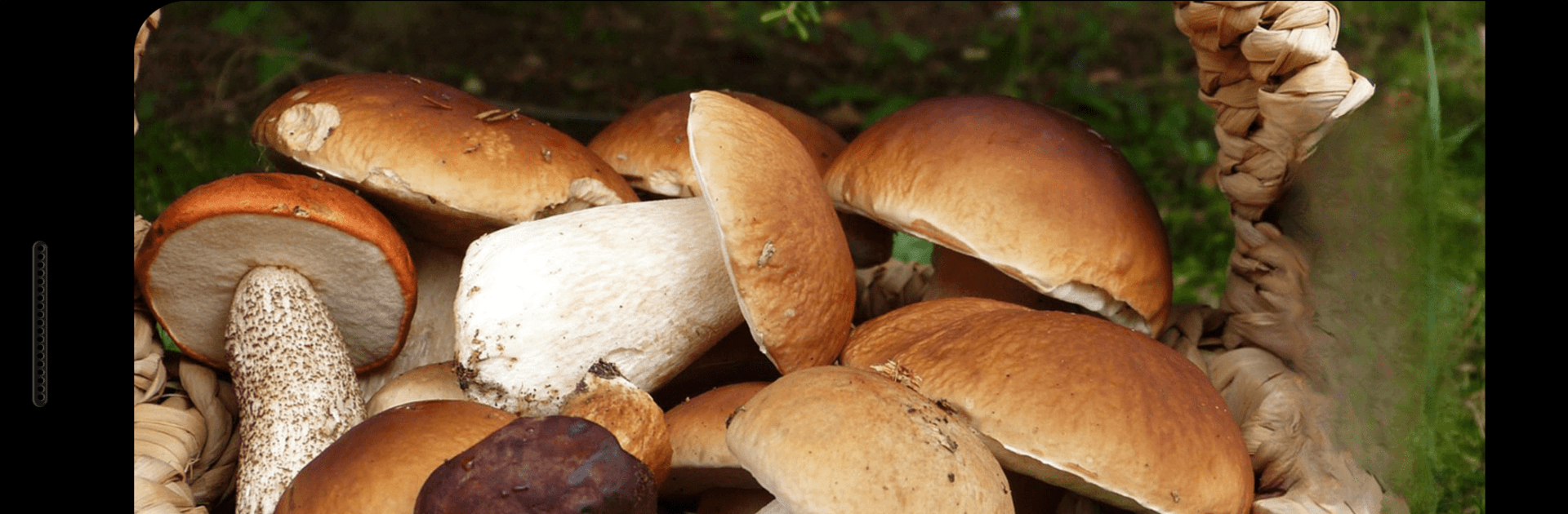 Mushroom picker