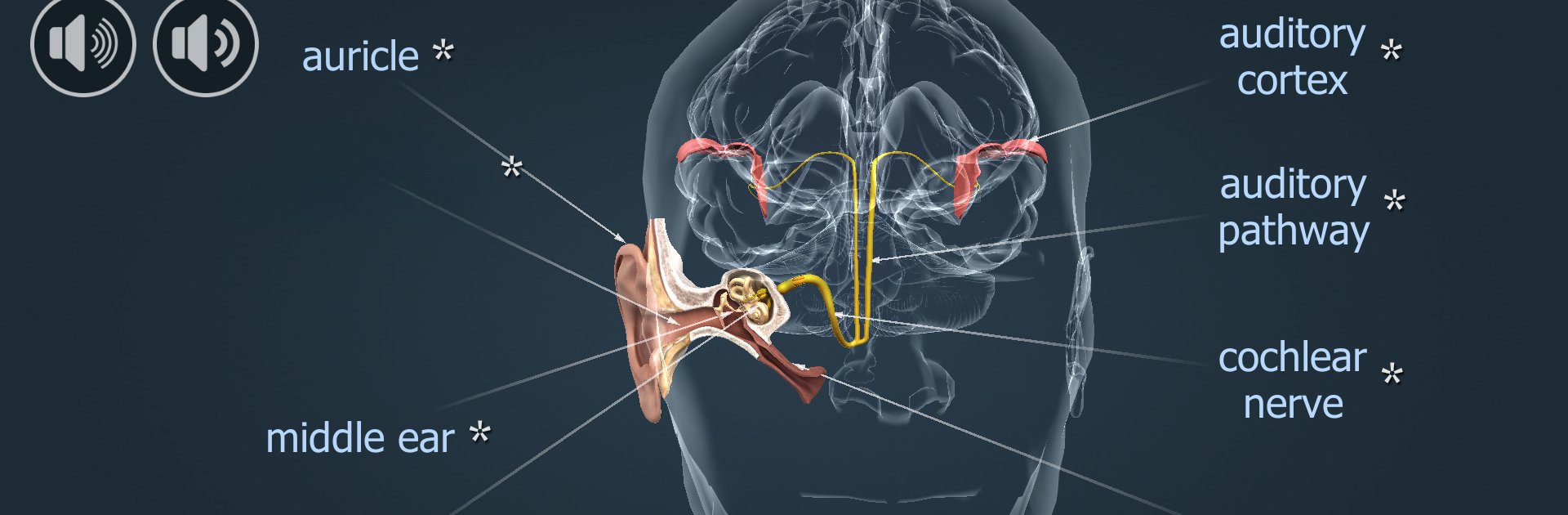 The mechanism of hearing 3D