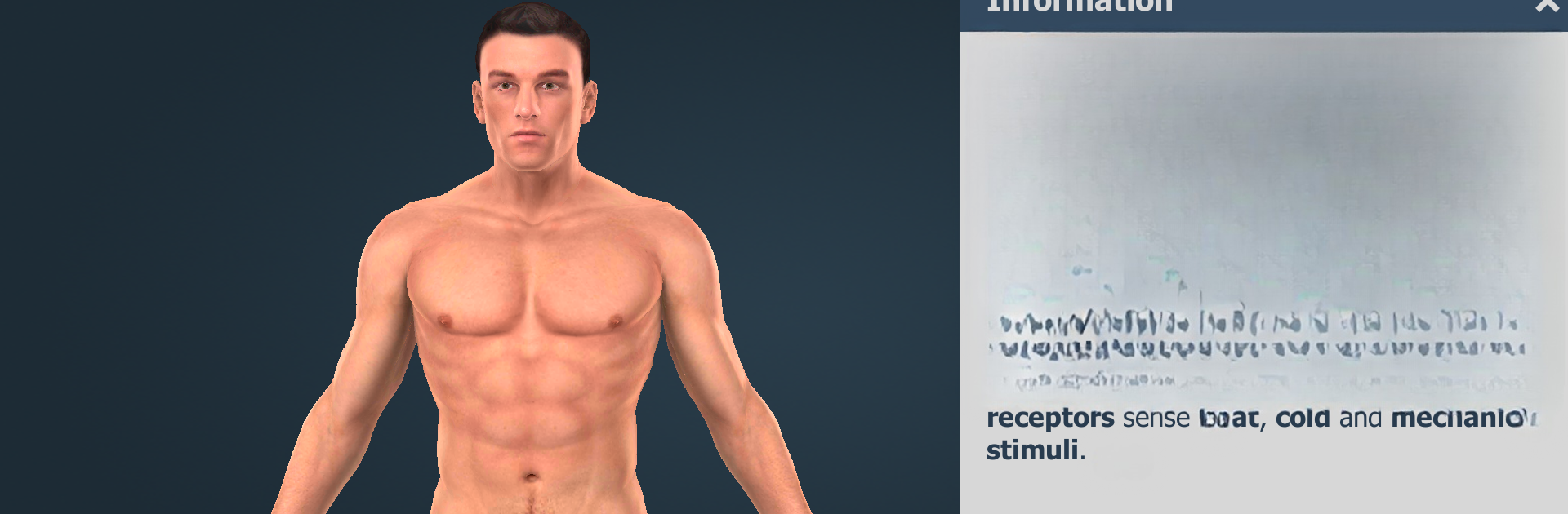 Human body (male) 3D scene