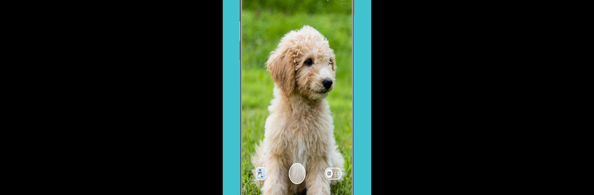 Dog Scanner: Breed Recognition