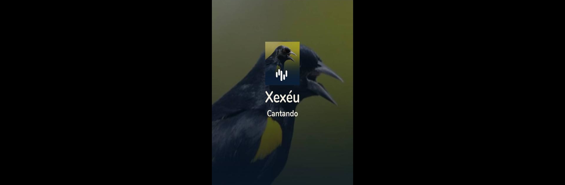 Canto Do Xexéu De Bananeira