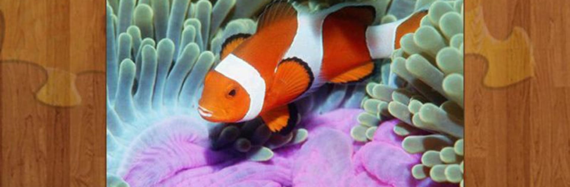 Sea Life Jigsaw Puzzles