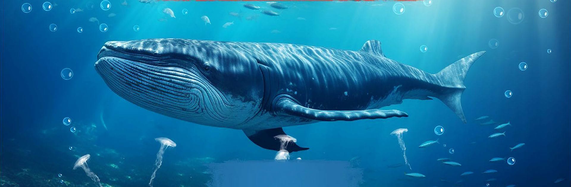 The Blue Whale