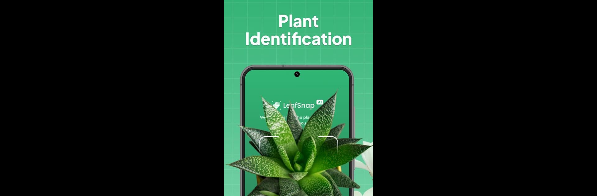 LeafSnap Plant Identification