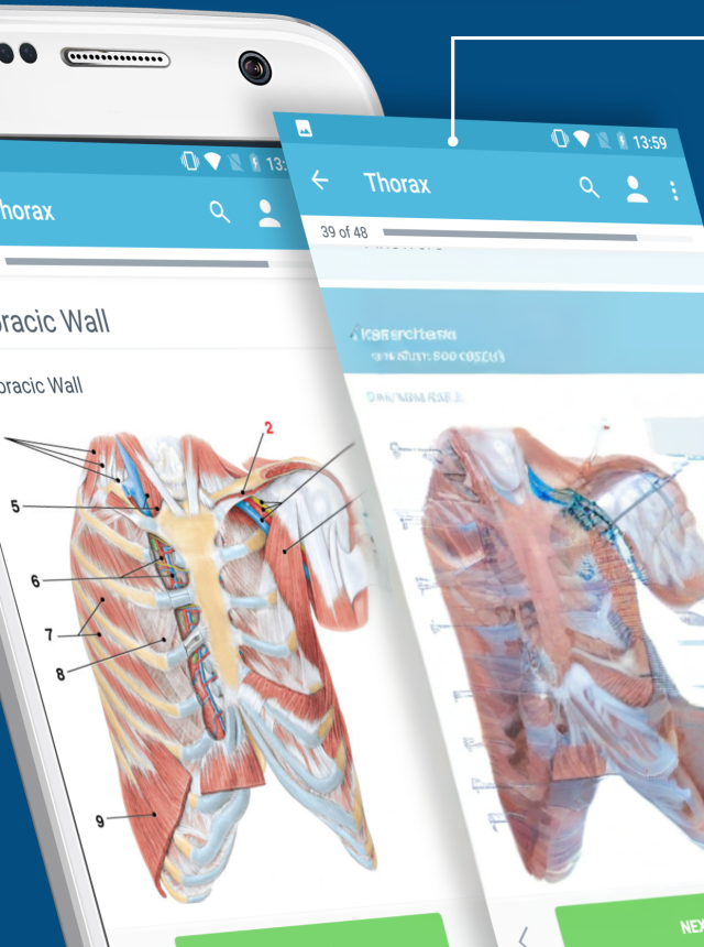 USMLE Clinical Anatomy